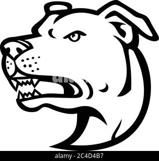 Black and white illustration of head of an angry American Staffordshire Terrier or Amstaff, a medium-sized, short-coated American dog breed in the pit Stock Vector