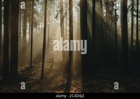 Small conifer tree standing under the high conifer trees enlightened with sun beams of rising sun during the foggy morning in dark forest Stock Photo