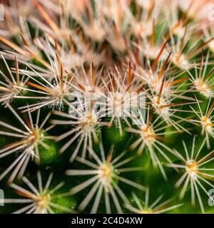 Macro photography of a cactus plant with its many thorns. Concept of aggressiveness, hostility, defense, resistance, survival, thorny, pungent, danger Stock Photo