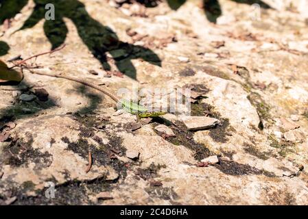 Closeup macro shot of a small green lizard on the sunny sand ground Stock Photo