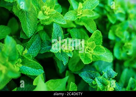 growing mint in a greenhouse. selective focus Stock Photo