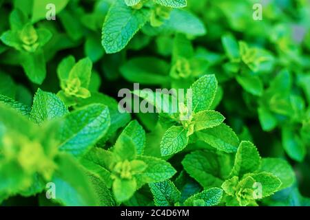 growing mint in a greenhouse. selective focus Stock Photo