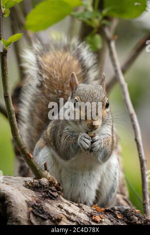 A Grey Squirrel eating peanuts from a garden bird feeder in York, North Yorkshire, England Stock Photo