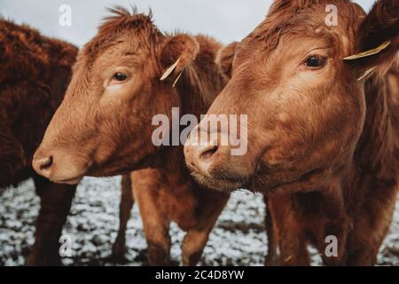 Detail of heads of two brown furry cows from the herd who are looking to the left in same direction Stock Photo