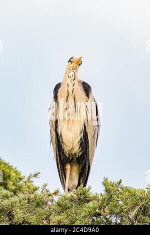 Grey Heron ( ( Ardea Cinerea ) Stock Photo