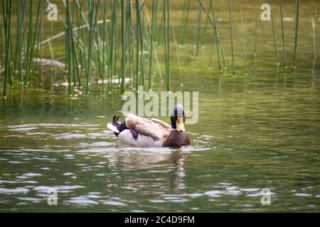 Cute typical brown duck with green head swimming in the river Cetina, green bush and grass behind it, frontal view of the duck Stock Photo