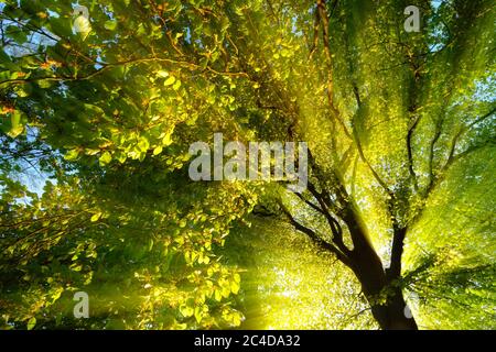 Majestic rays of light dramatically illuminating the branches and foliage of a tree, with the sun behind the silhouette of the trunk Stock Photo