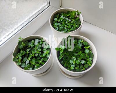 Kalanchoe blossfeldiana succulent plant sprouts in white ceramic pots near window Stock Photo