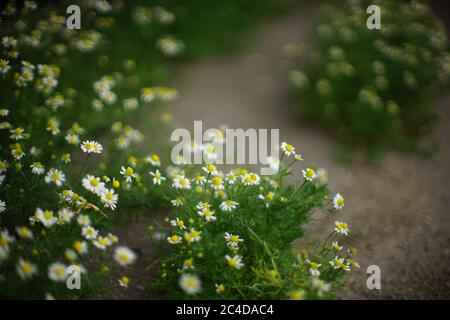 Pretty white camomile flowers grows in a summer garden around pathways Stock Photo