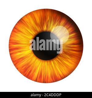 Abstract Red Human Eyeballs Iris Pupil on a white background. 3d Rendering Stock Photo