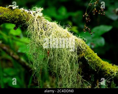 mosses and lichens hanging from the branches of the trees as if they ...