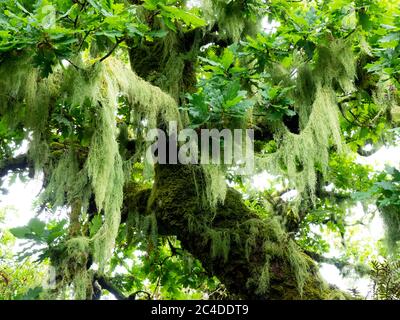 Beard lichen, (Usnea species) hanging from the trees in Wistman's Wood  an Oak woodland on Dartmoor, important for the mosses and lichens that grow on Stock Photo