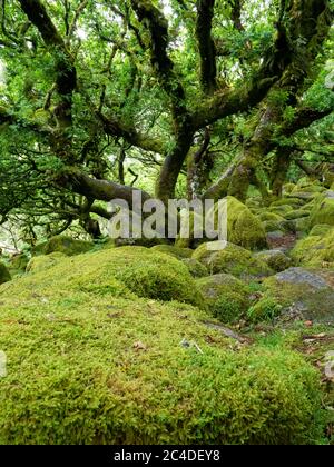 Wistman's Wood is an Oak woodland on Dartmoor, important for the mosses and lichens that grow on the trees and the granite rocks, Dartmoor, Devon, UK Stock Photo