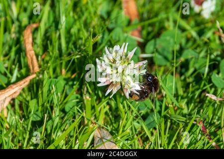 A numblebee feeding from a clover flower Stock Photo - Alamy