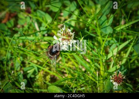 A numblebee feeding from a clover flower Stock Photo - Alamy