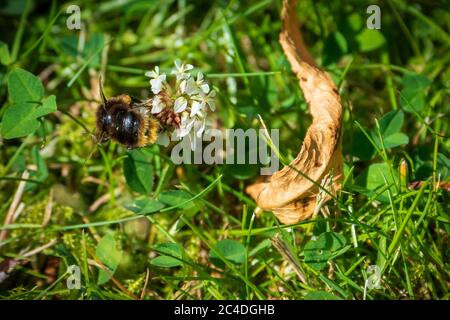 A numblebee feeding from a clover flower Stock Photo - Alamy