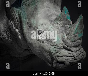 rhinoceros head portrait black and white picture Stock Photo