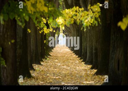 Nice tree tunnel in Lucca, Italy Stock Photo