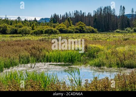 Fantastic hike through the Pfrunger-Burgweiler-Ried nature reserve in autumn Stock Photo