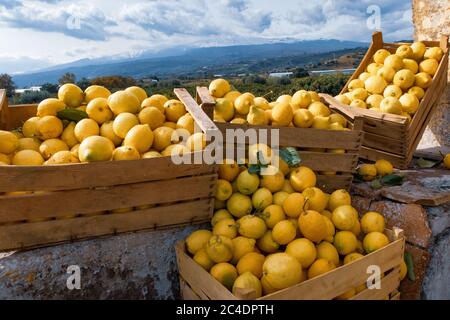 Lemon trees and lemon farm in Sicily Italy Stock Photo