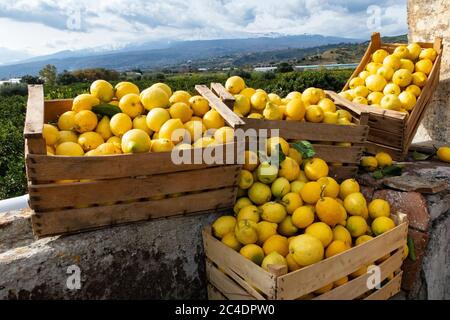 Lemon trees and lemon farm in Sicily Italy Stock Photo