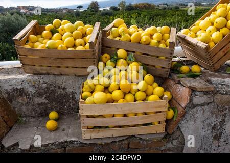 Lemon trees and lemon farm in Sicily Italy Stock Photo