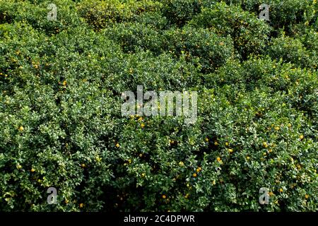 Lemon trees and lemon farm in Sicily Italy Stock Photo