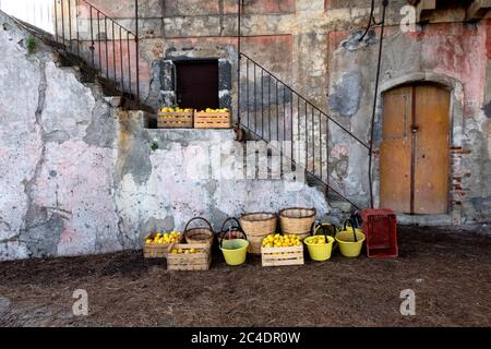 Lemon trees and lemon farm in Sicily Italy Stock Photo