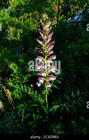 Acanthus spinosus flowers,Bear's Breeches, Sea Dock, Bearsfoot, Oyster plant, herbaceous perennial plant in the Acanthaceae family. the Netherlands Acanthus spinosus flowers,Bear's Breeches, Sea Dock, Bearsfoot, Oyster plant, herbaceous perennial plant in the Acanthaceae family. the Netherlands