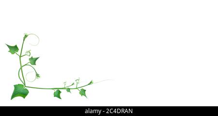 creative layout made of fern leaves, isolated on white background, HD Image and Large Resolution Stock Photo