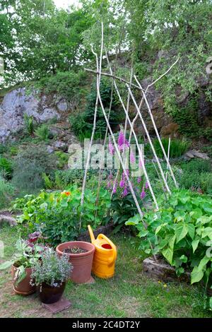 Vegetables flowers plants nasturtiums French beans growing in raised beds bed thyme in pot pea sticks watering can small back garden UK  KATHY DEWITT Stock Photo