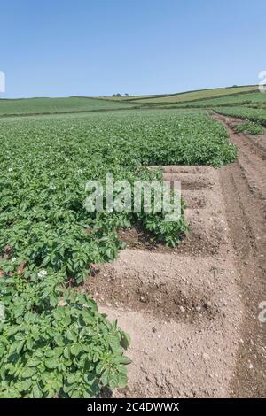 Edge of a potato crop / potato crop edge in field. For UK potato growers, growing potatoes in UK, UK food supply, food crops in UK, potato plants. Stock Photo