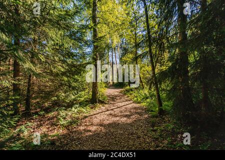 Fantastic hike through the Pfrunger-Burgweiler-Ried nature reserve in autumn Stock Photo