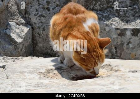 A Stray Cat Living in the Ruins of Ephesus in Turkey Drinks Water that a Tourist has Poured into a Hollow in the Stone Stock Photo