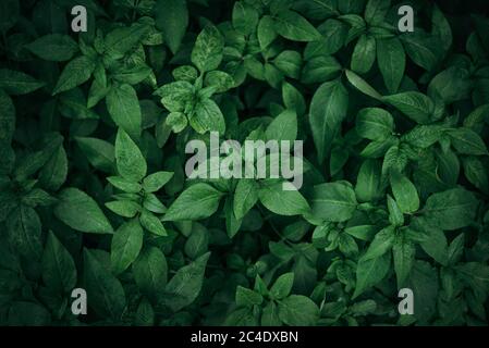Flat lay view of greenery leaves background Stock Photo
