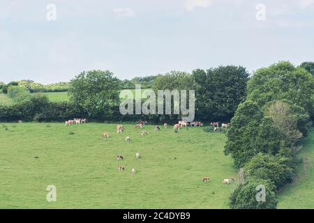 Cattle grazing in distant pasture / field on hillside. Metaphor UK food security / growing food, livestock farming in UK, field with livestock. Stock Photo