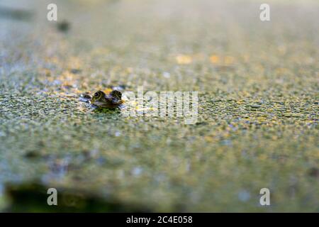 Fantastic hike through the Pfrunger-Burgweiler-Ried nature reserve in autumn Stock Photo