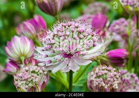 Astrantia major 'Rubra'  a red pink herbaceous perennial flower plant commonly known as great black masterwort Stock Photo