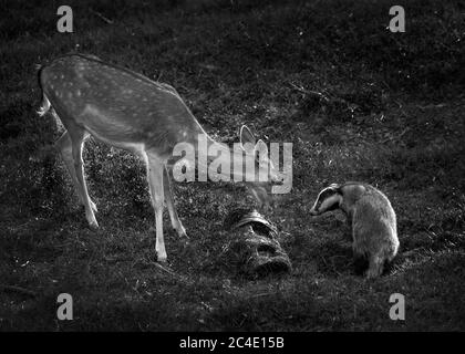 Badger and deer wild animals face to face while feeding in a woodland forest black and white monochrome image Stock Photo