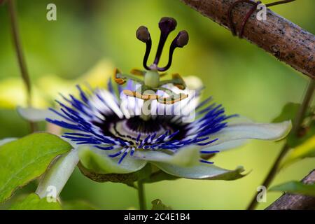 The flower of a blue passion flower (Passiflora caerulea)