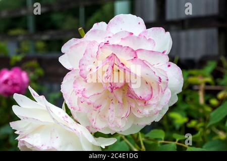 Rose 'Litchfield Angel' a pale peach pink and cream coloured double flower shrub plant Stock Photo