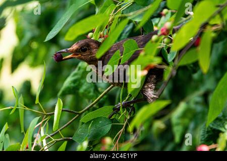 A juvenile blackbird (Turdus merula) eating a berry of a snowy mespilus (Amelanchier lamarckii) Stock Photo