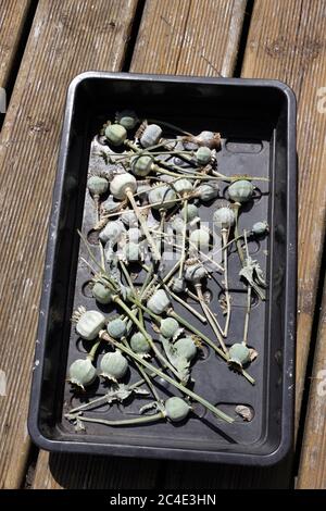 HARVESTED SEED PODS OF PAPAVER SOMNIFERUM. OPIUM POPPY Stock Photo