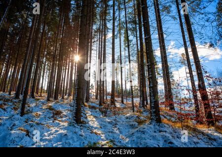 Snowy fir forest with sunbeam in the Slovak Paradise National Park, Slovakia Stock Photo