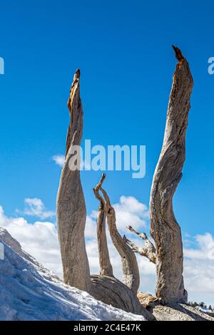 Looking up at dead tree trunks on a snowy hillside, at Bryce Canyon in Utah Stock Photo