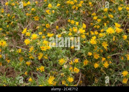 Scolymus hispanicus, the common yellow golden thistle or Spanish oyster thistle background, texture. Wild thorny perennial plant with culinary and med Stock Photo