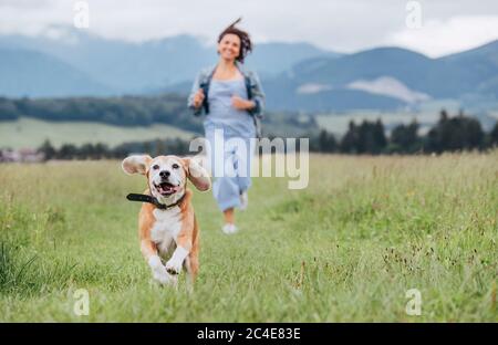 Happy smiling running beagle dog portrait with tongue out and owner female jogging by the mounting meadow grass path. Walking in nature with pets, hap Stock Photo