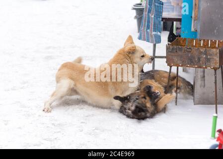 Homeless rabid dogs fight on the street in winter Stock Photo