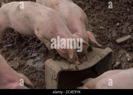 Domestic Pigs (Sus scrofa domesticus) Wallowing in Mud on a Farm in Rural Devon, England, UK Stock Photo