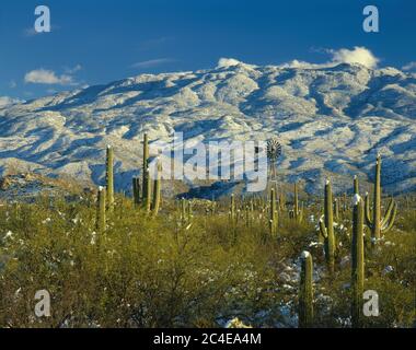 Tucson  AZ / DEC  Late afternoon light on a valley of snow capped Saguaro cacti and windmill below the Rincon Mountains east of Tucson. Stock Photo